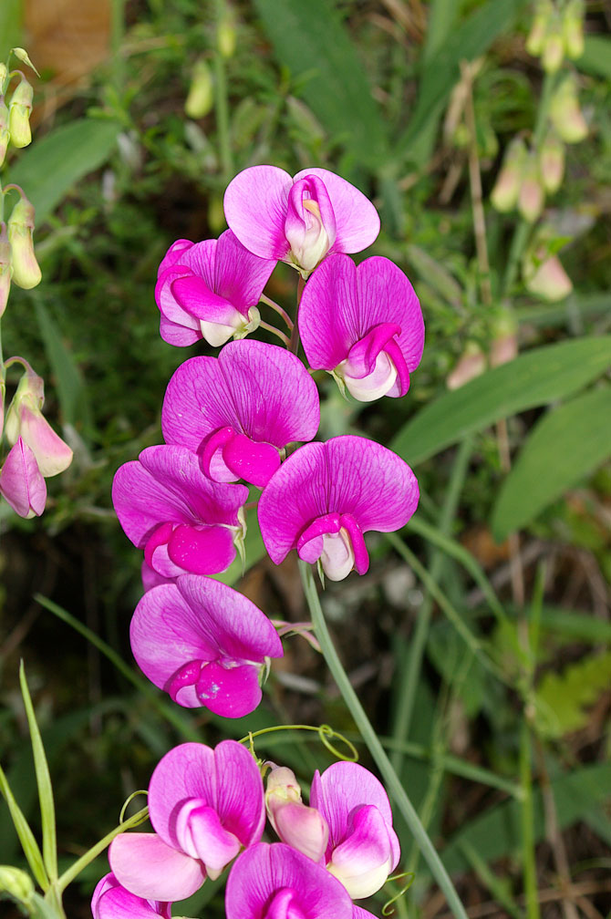 Lathyrus spp.